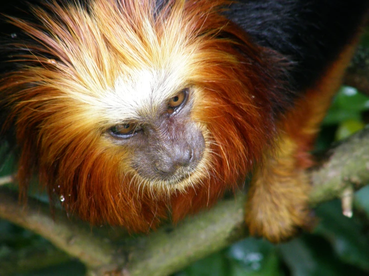 an orange and black monkey with long hair sitting in the nches