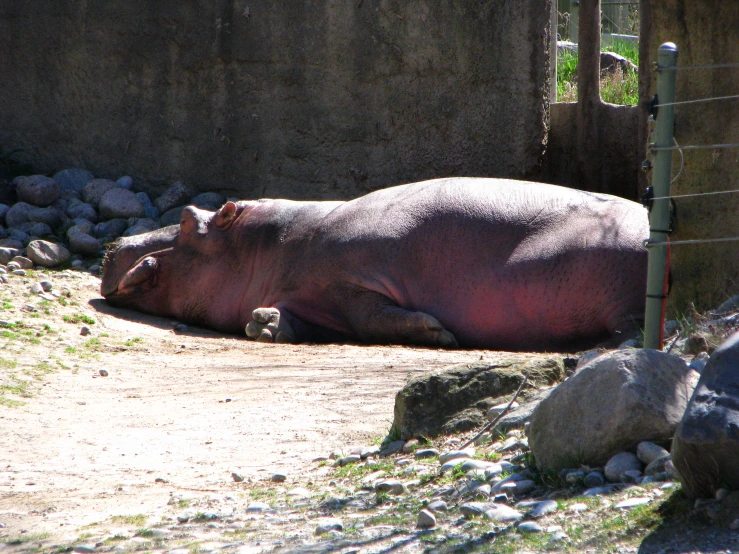 a hippopotamus laying down by a fence