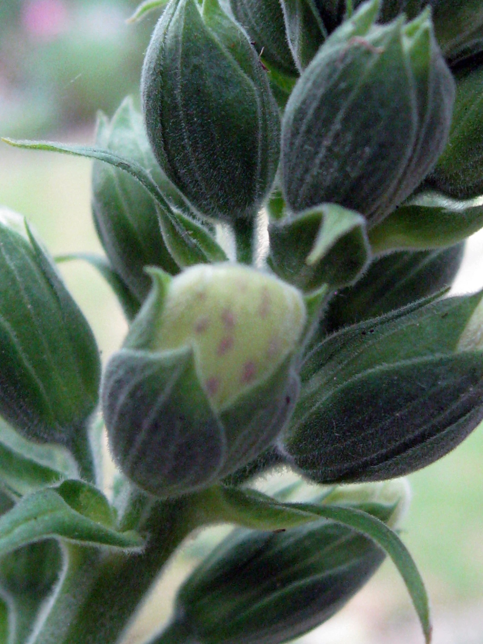 buds coming from the buds on the nches of a tree