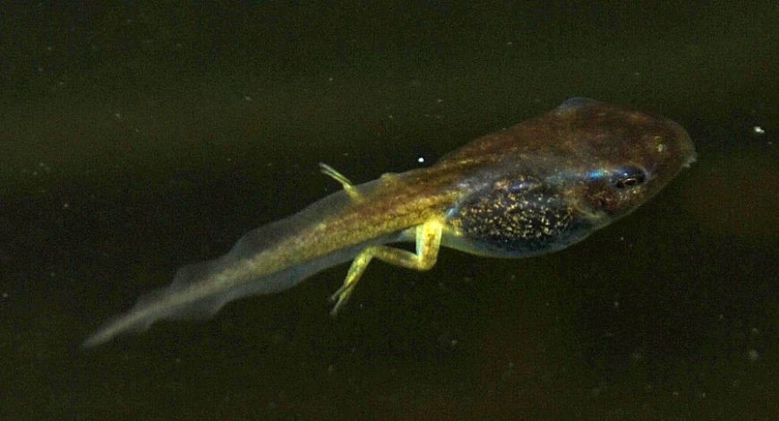 an animal with many black spots and small yellow lines on its back