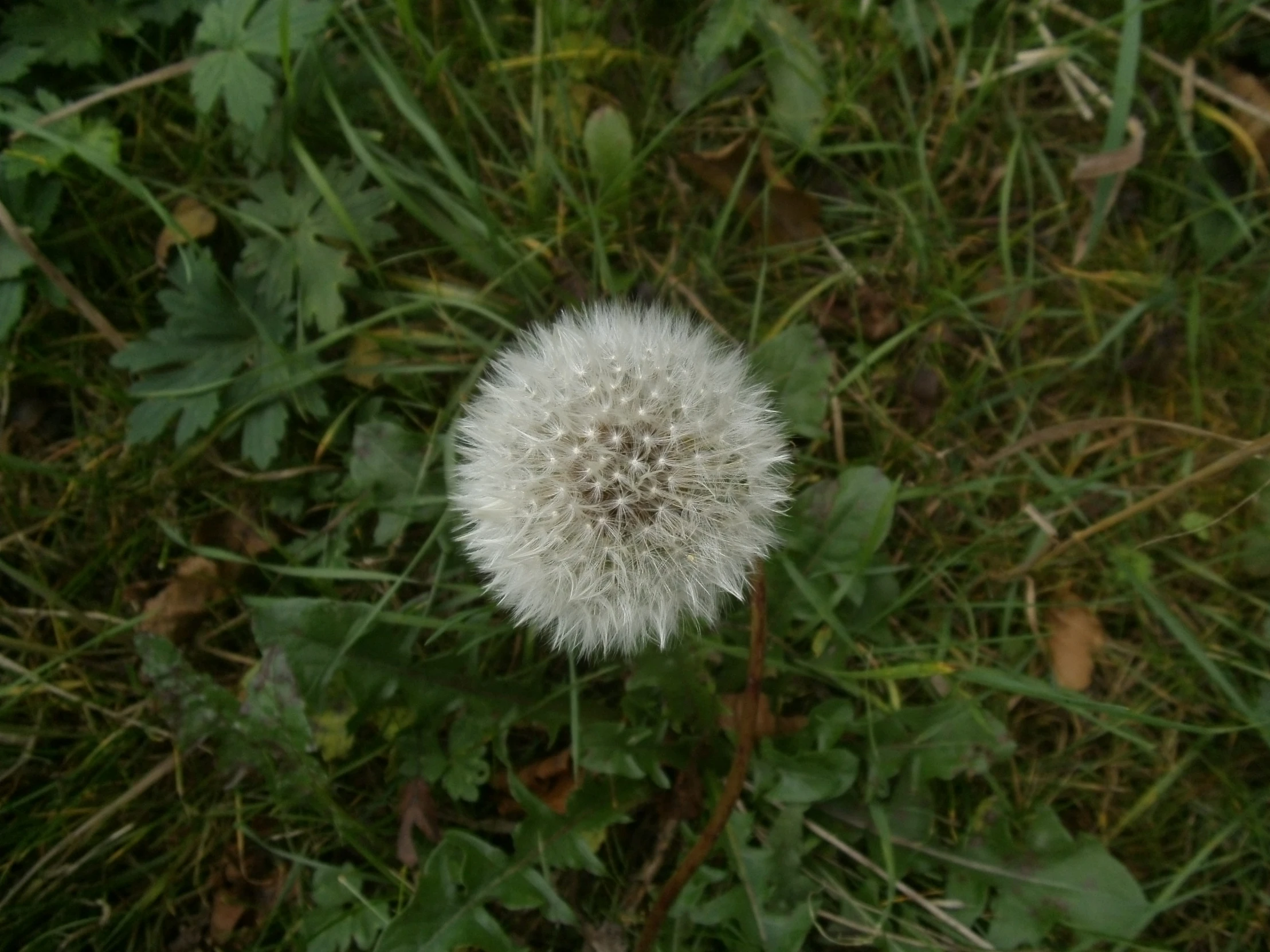 a dandelion sits on the ground with green grass