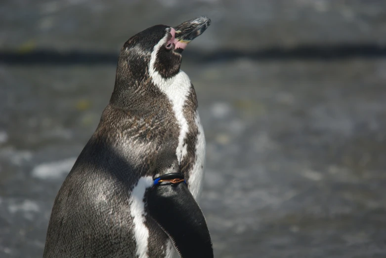 the penguin is looking at soing he is holding