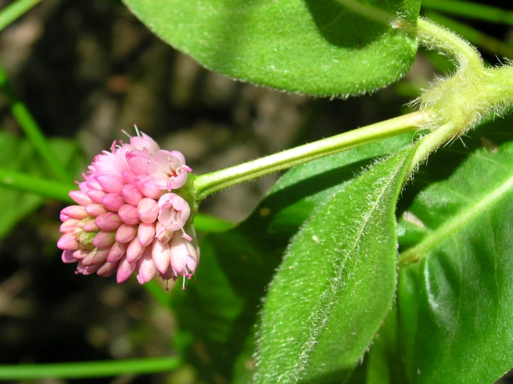 a pink flower sitting on top of a lush green leaf covered hillside