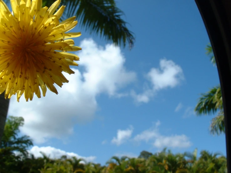 the view through a mirror of a yellow flower