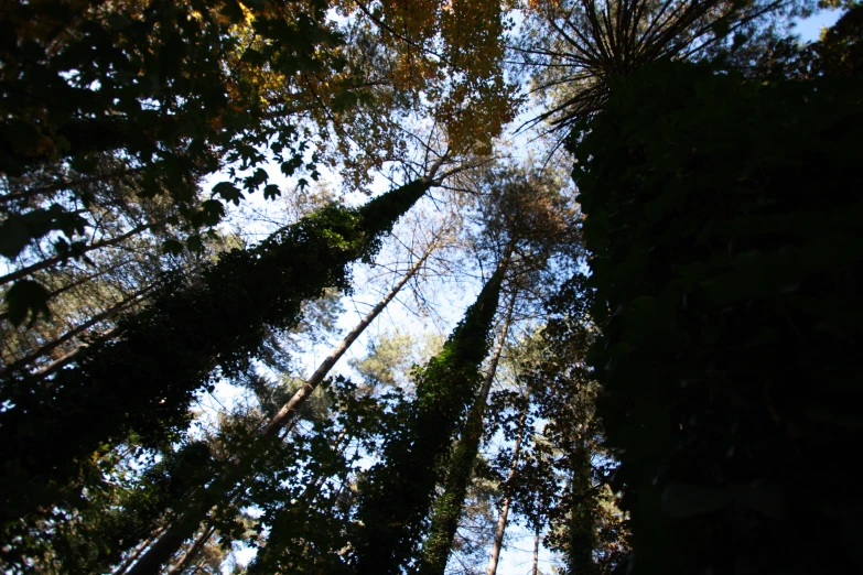 looking up into the sky at tall trees