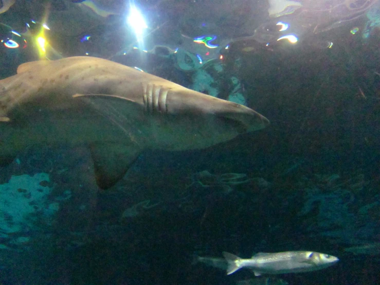 two sharks swimming under a large aquarium