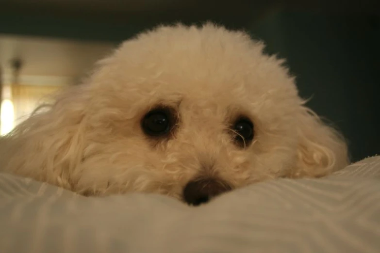 the face and eyes of a white dog on a white bed