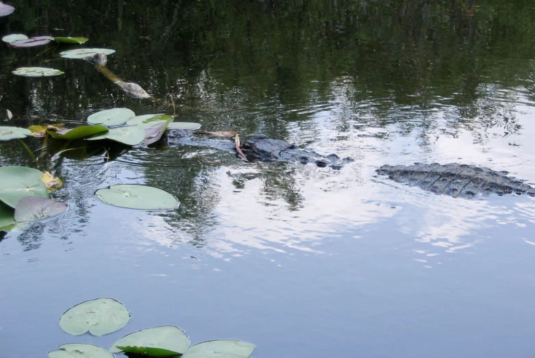 there is an alligator in the water with lily pads