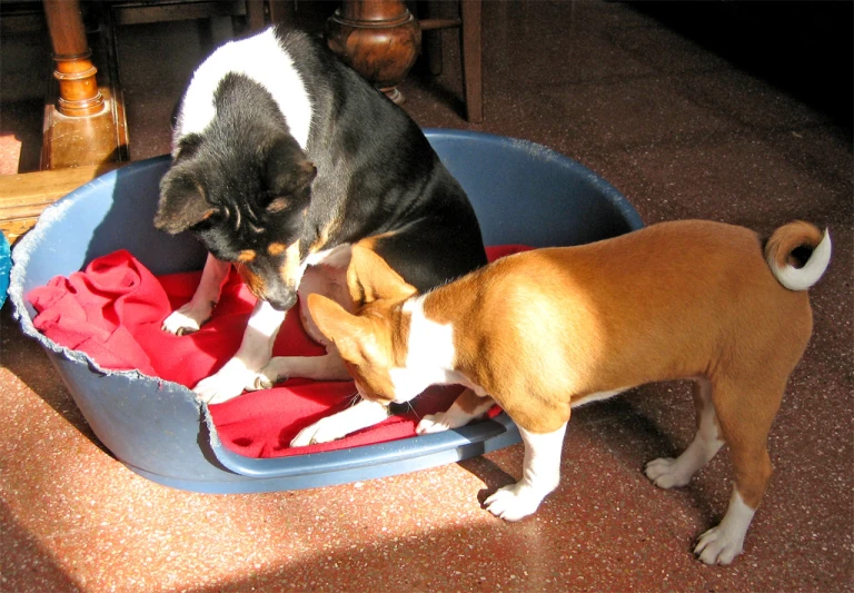 two dogs interacting in a small dog bed