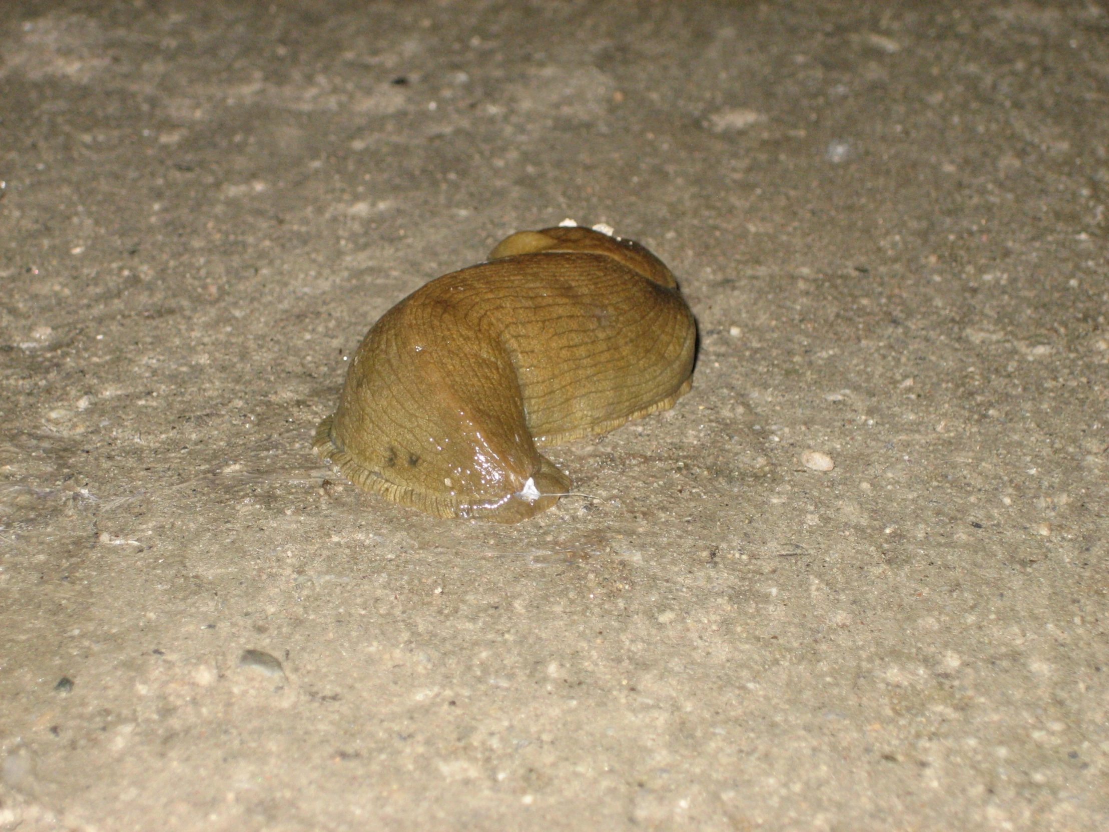 a large, brown bird with its mouth open in the sand