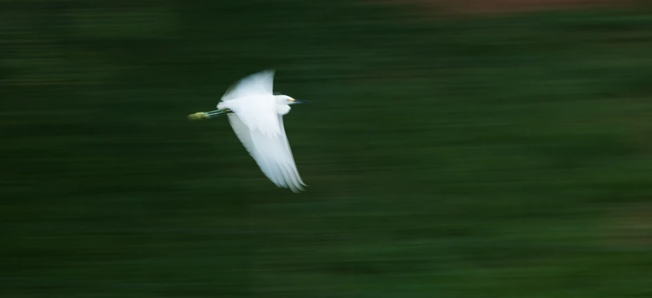 a bird flying through the air with its wings spread