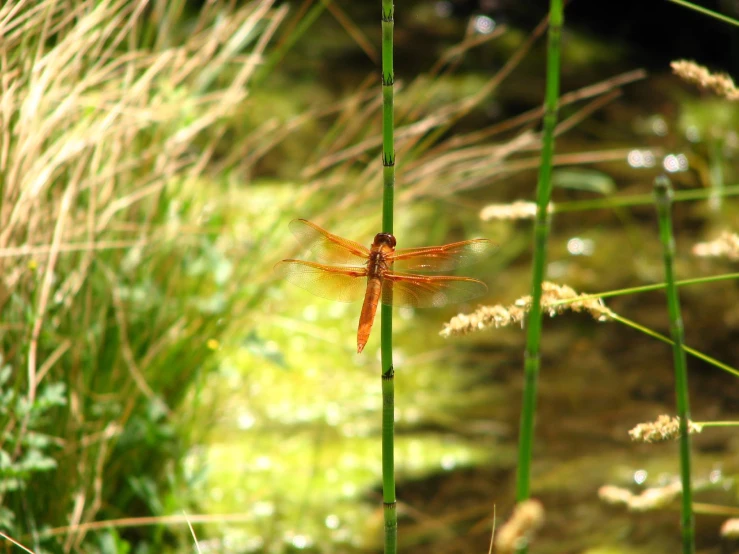 a dragonfly is sitting on a plant with tall green grass behind it