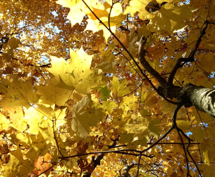 a clock tower and tree with yellow leaves