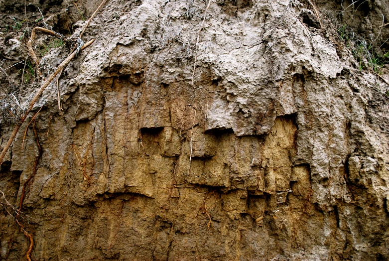 a very large and strange looking tree with s in it