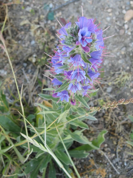 a purple flower blooming next to green leaves