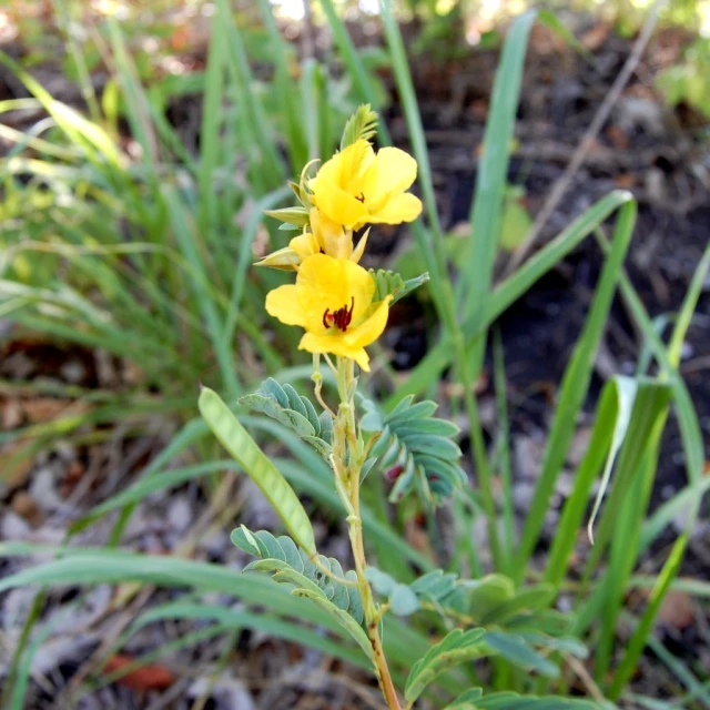a small yellow flower growing in the grass