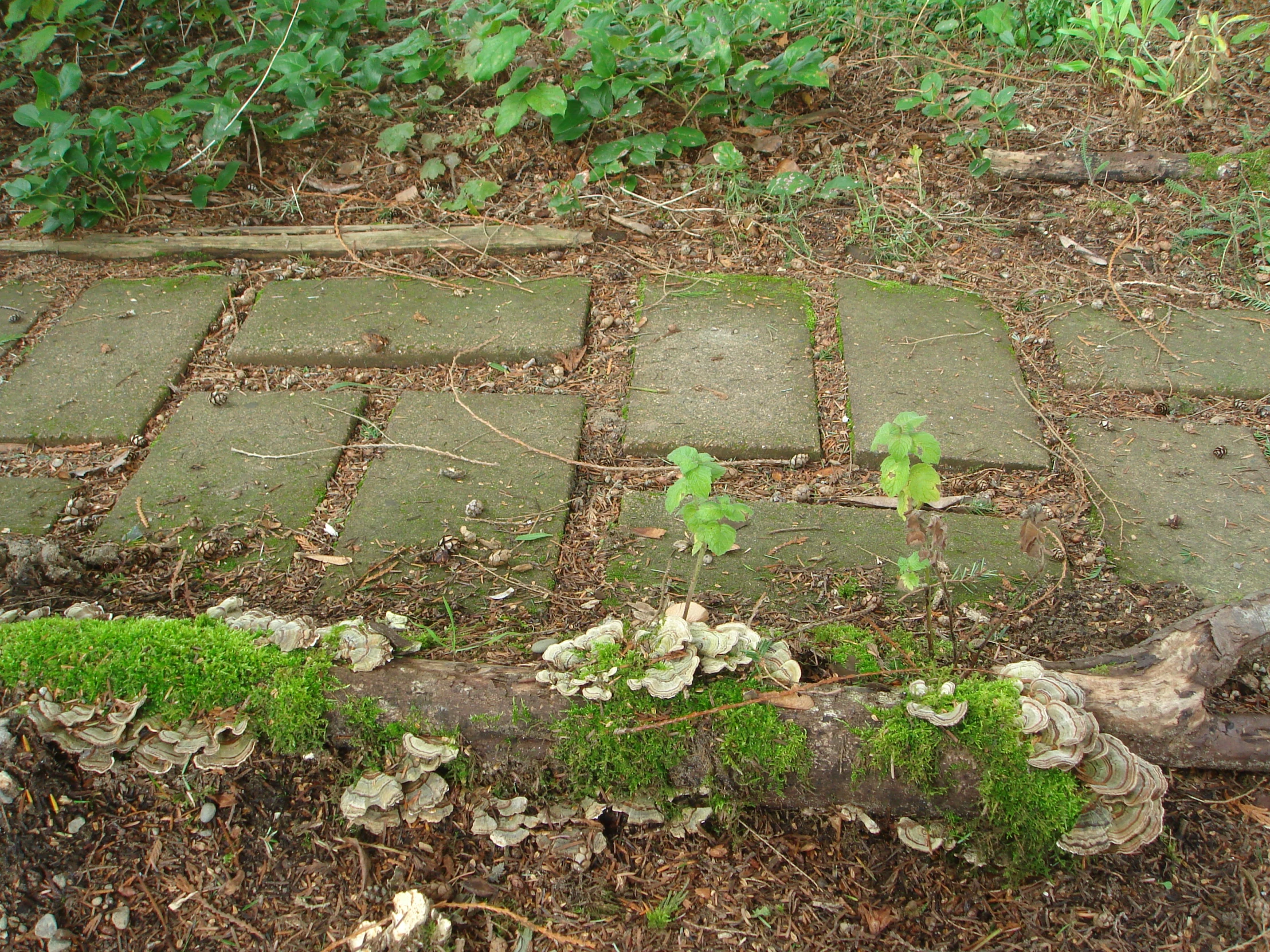 a garden with stones and some trees in the back ground