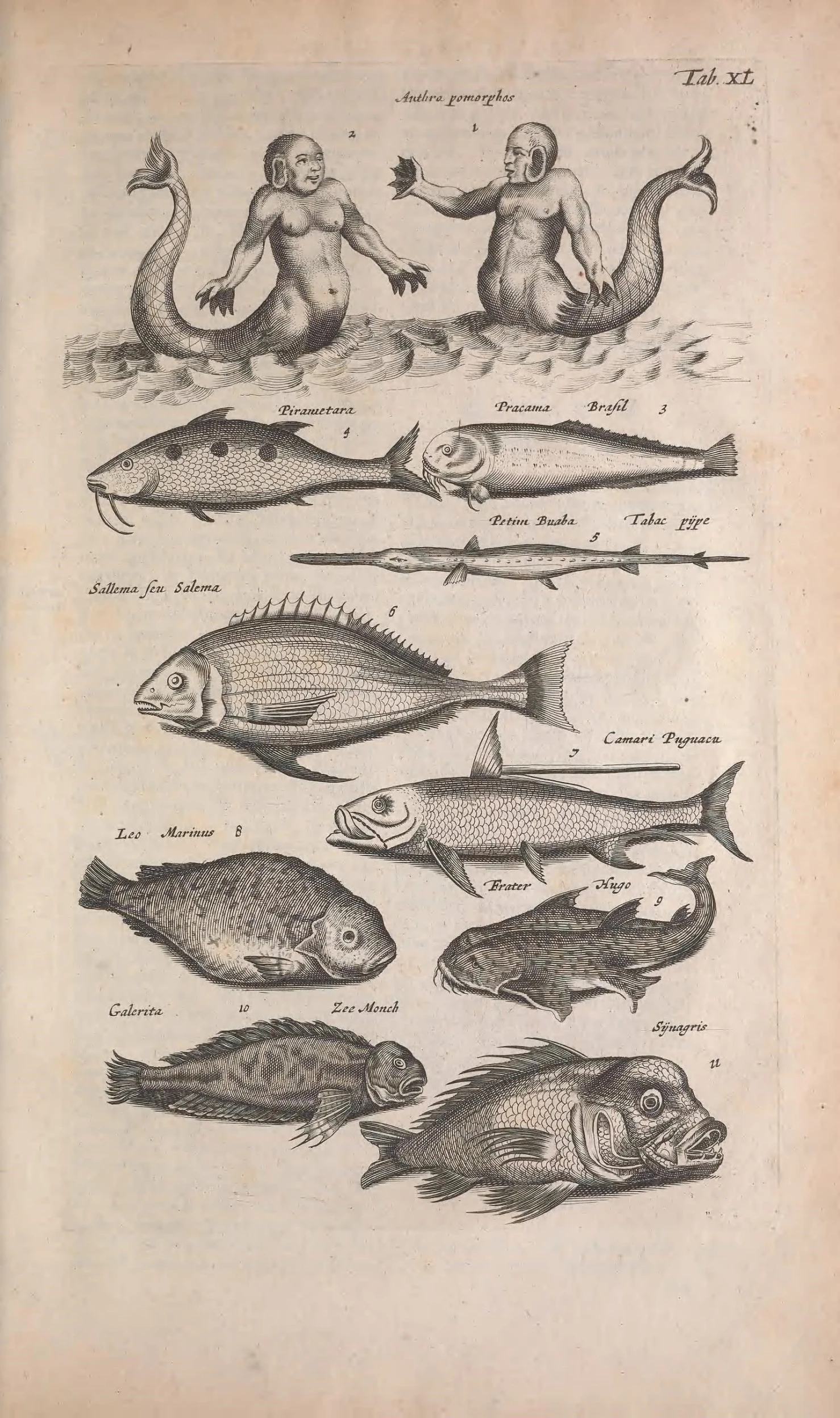 two drawings on the same page with various fish