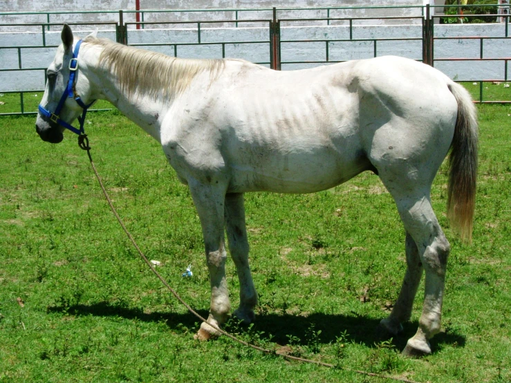 white horse standing on grass with reins by fence