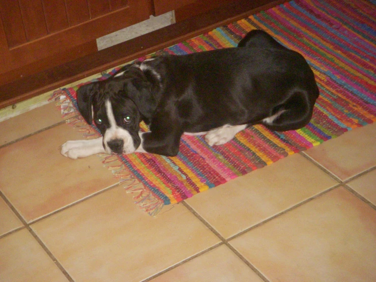 the puppy is lying on a colorful area rug