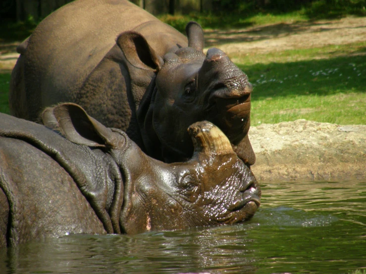 two hippos in the water enjoying water bathing