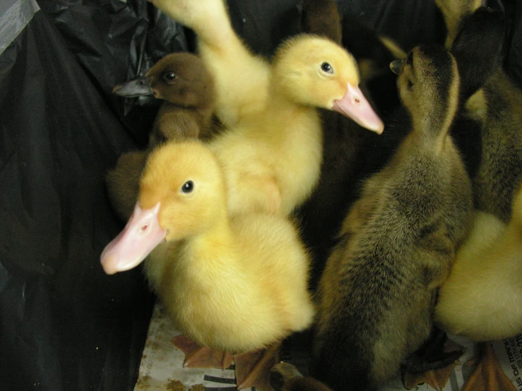 five ducks sitting in the back of a truck