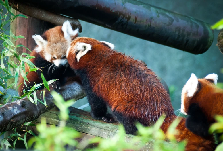 red pandas in a cage with their mouths open