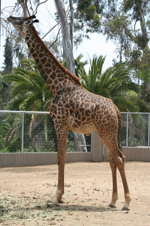 a giraffe standing in a dirt lot next to a metal fence