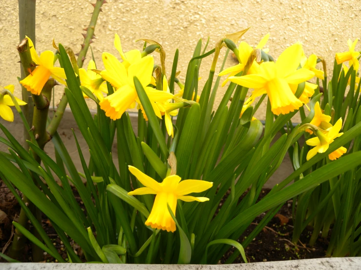 some very pretty yellow flowers by the wall