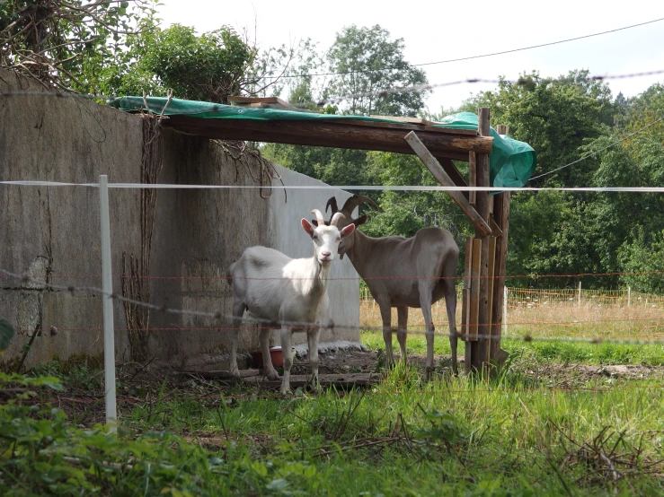 two grey horses in field near stone wall and wire enclosure