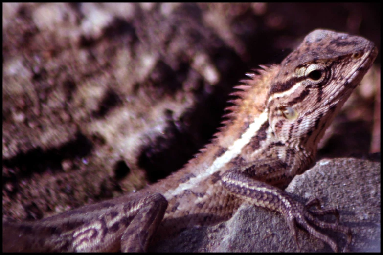 an image of a lizard up close