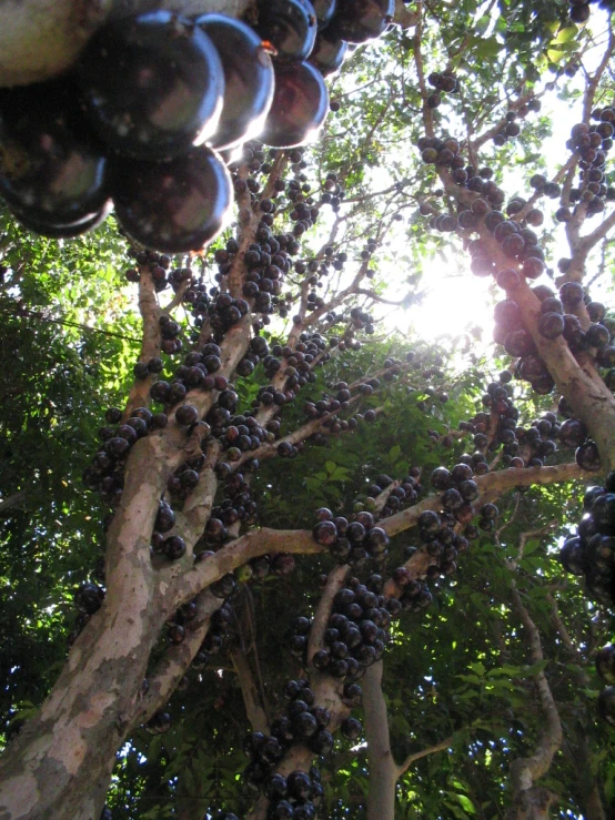 gs hang from a tree next to a forest