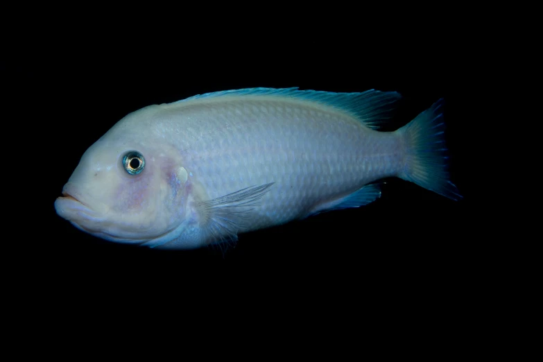 a very pretty looking blue fish in a black room