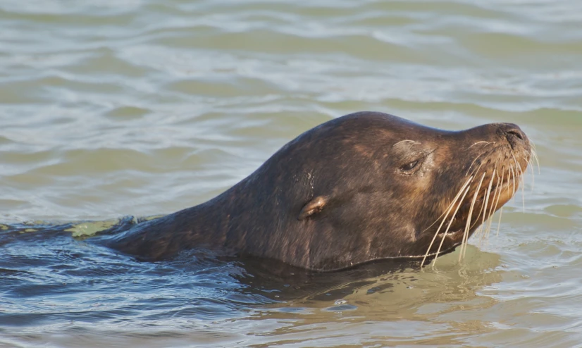 an animal in the water with its head under water