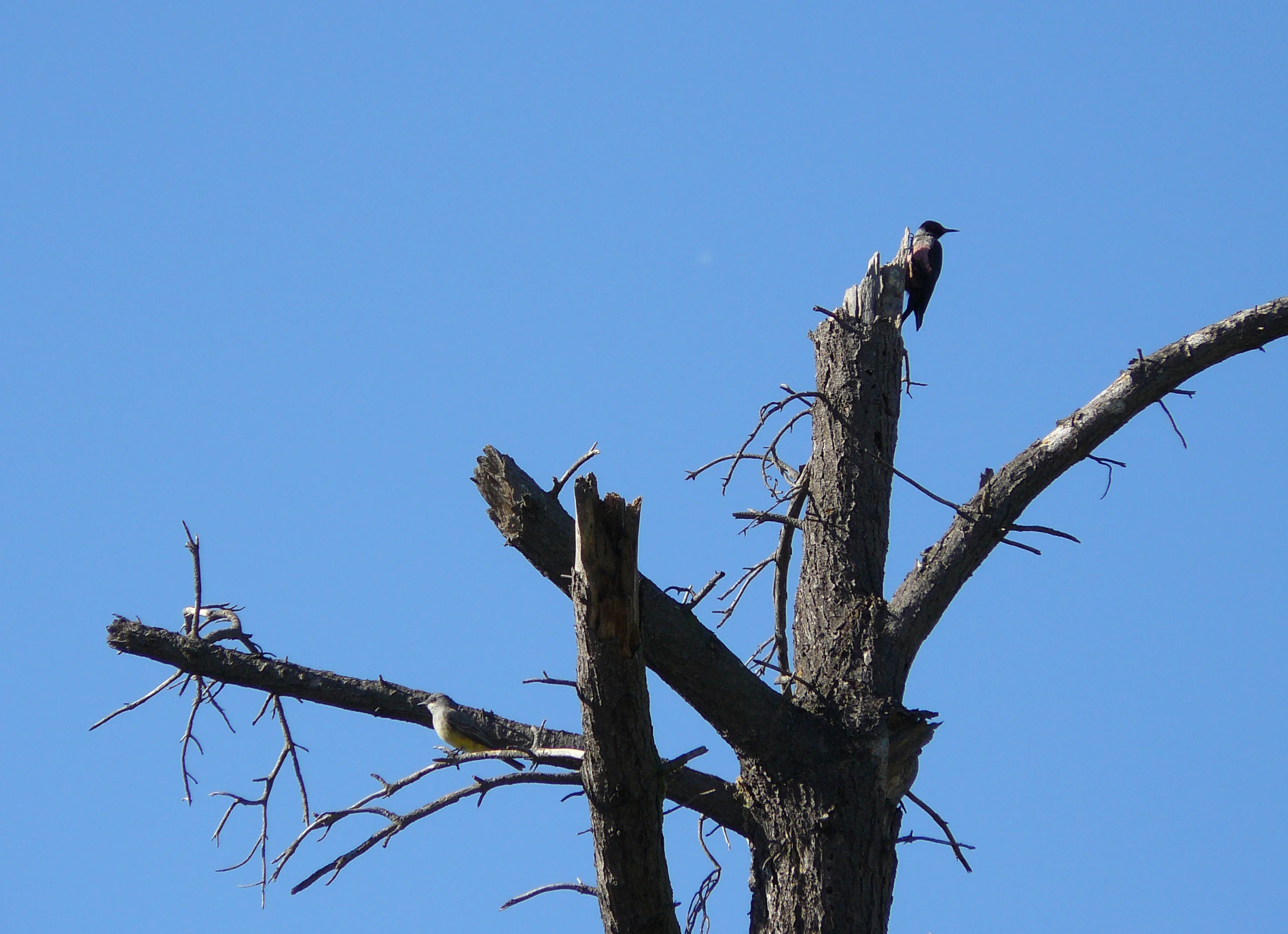 two birds are perched on top of the bare tree nches