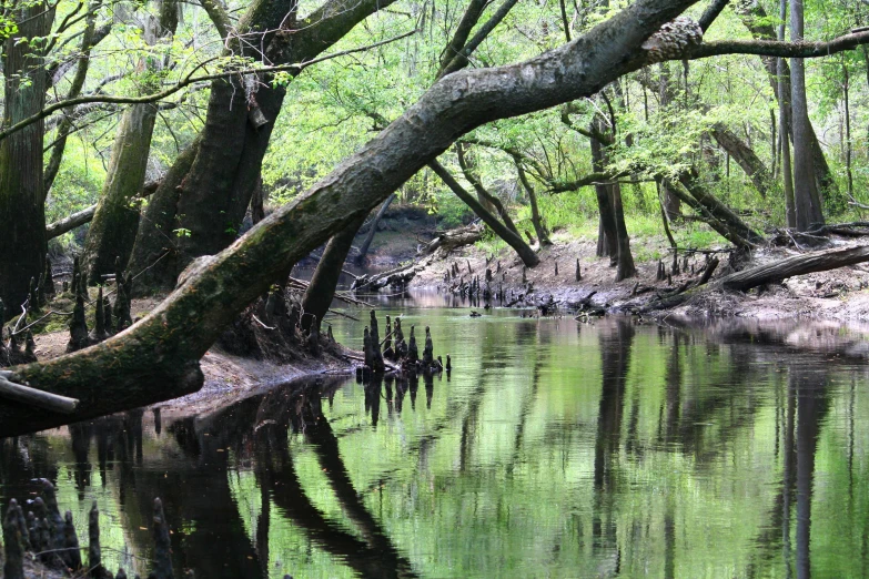 a stream with very green water surrounded by trees