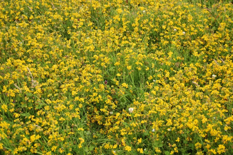 an expanse of yellow flowers with grass in the foreground
