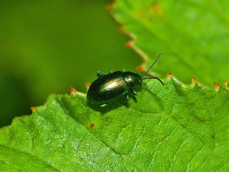 there is a beetle sitting on the leaf