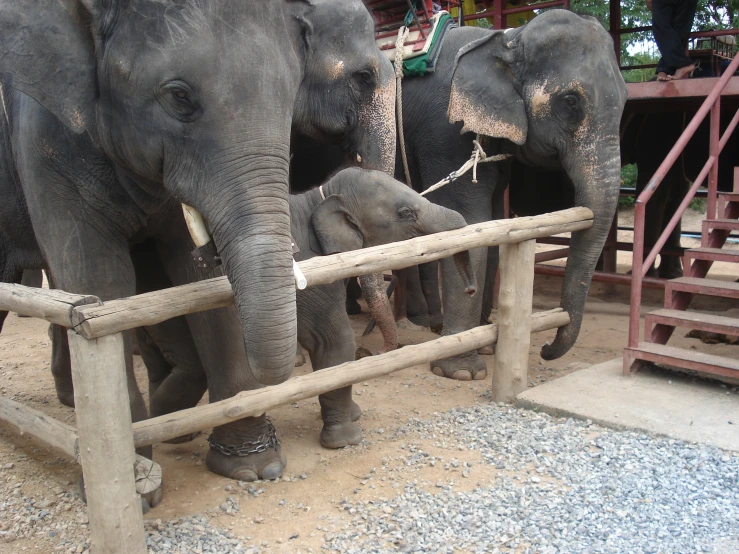 an image of some elephants that are inside a pen