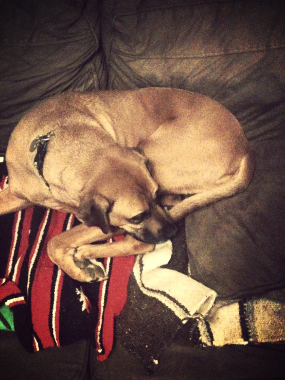 a small dog curled up asleep on top of a red striped chair