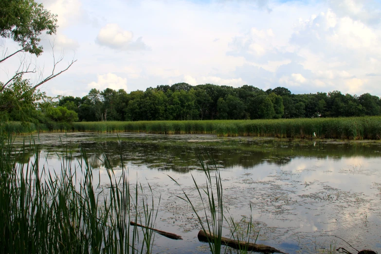 there are two water plants and trees by this lake