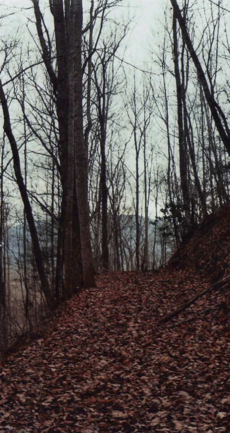 a road running through the middle of a leaf covered forest