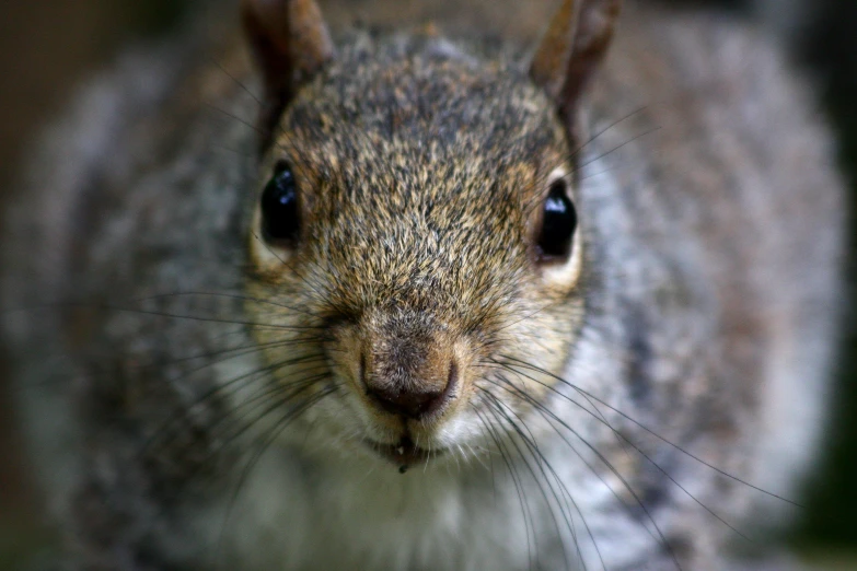 a closeup view of a squirrel's face