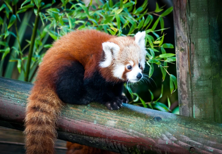 an orange - colored panda sits on a log in a zoo exhibit