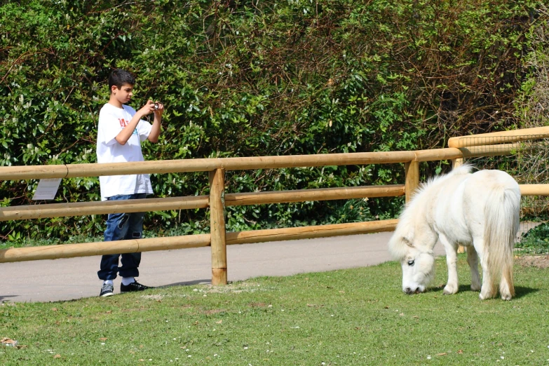 a  is looking at his phone while a white pony grazes in a green area by the fence