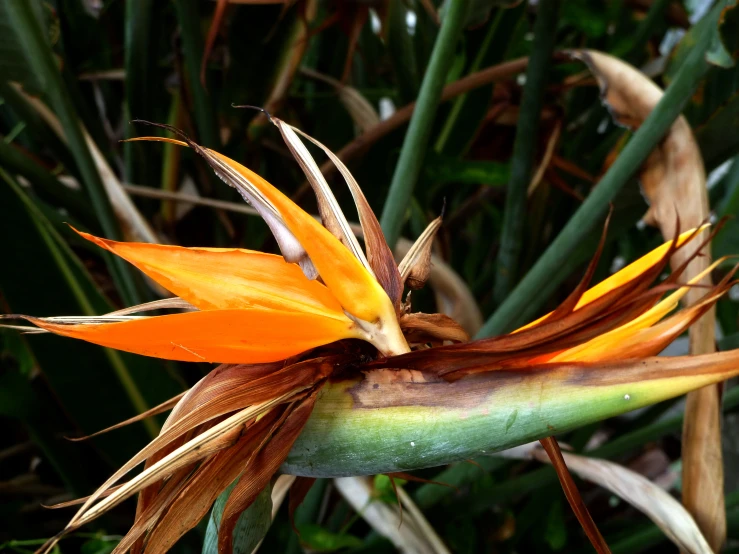 a flower with very large, thin flowers on it