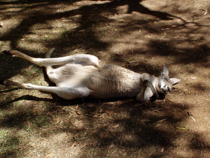 a baby lamb is lying on the ground