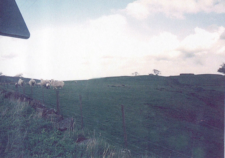 a green field with sheep grazing on grass