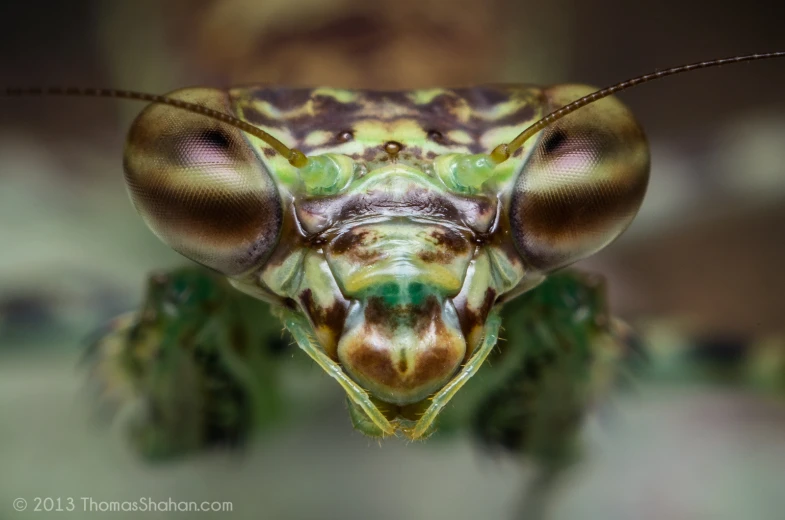 a close up of an insect on a surface