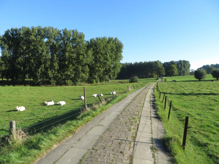 an empty road and field with cows grazing on it